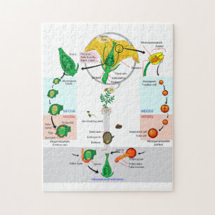 Quebra-cabeça Diagrama do Ciclo de Vida da Planta Floral Angiosp