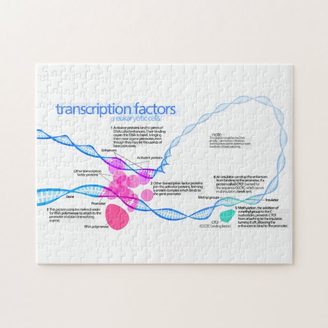 Quebra-cabeça Diagrama dos Fatores de Transcrição do Gene das Cé (Horizontal)