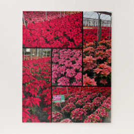 Quebra-cabeça Difficult Christmas Poinsettias 500 pieces