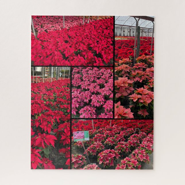 Quebra-cabeça Difficult Christmas Poinsettias 500 pieces (Vertical)