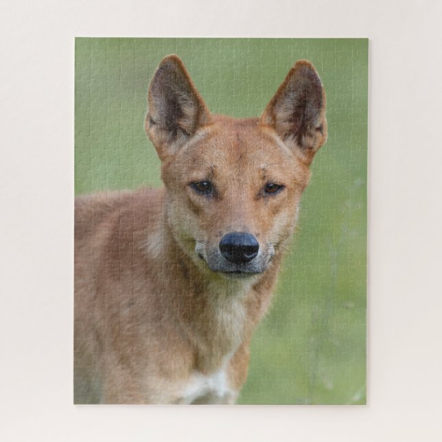 Quebra-cabeça Dingo Portrait Puzzle – Australian Wildlife Art Ga (Vertical)