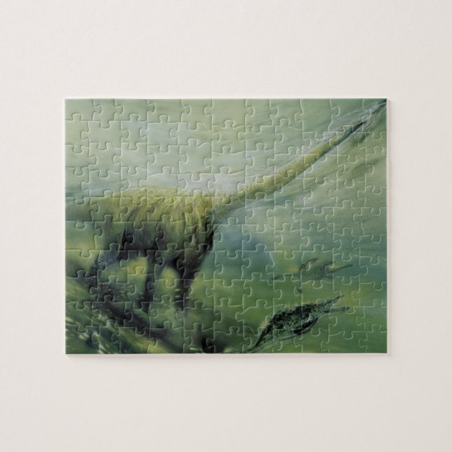 Quebra-cabeça Dinossauros Vintage, Brachiosaurus Nadando no Ocea (Horizontal)