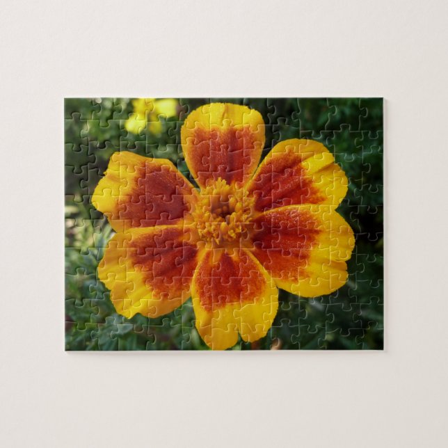 Quebra-cabeça Disco Marigold Orange and Red Summer Flower (Horizontal)