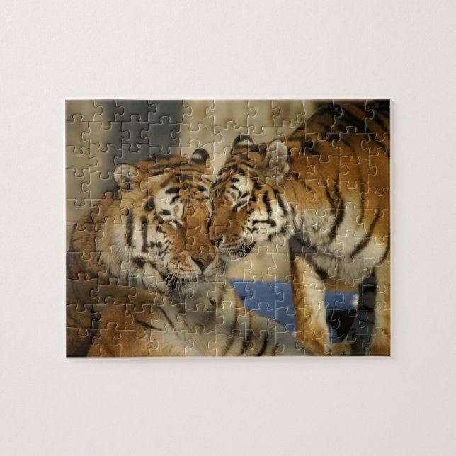 Quebra-cabeça do amor do tigre (Horizontal)