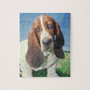 Quebra-cabeça do cão de Basset Hound