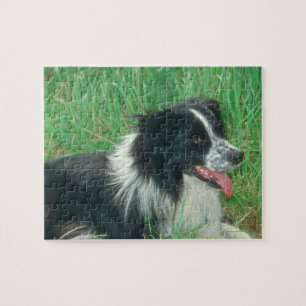 Quebra-cabeça do cão de border collie