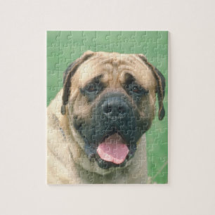 Quebra-cabeça do cão de Bullmastiff da jovem cor