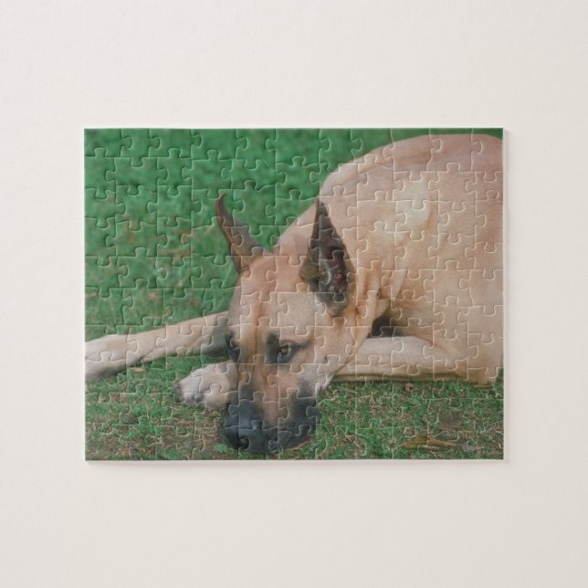 Quebra-cabeça do cão de great dane da jovem corça (Horizontal)