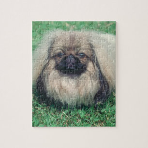 Quebra-cabeça do cão de Pekingese