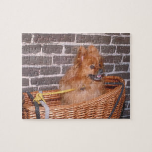 Quebra-cabeça do cão de Pomeranian