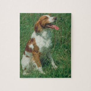 Quebra-cabeça do cão do Spaniel de Brittany