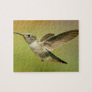 Quebra-cabeça do colibri