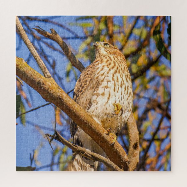 Quebra-cabeça do Falcão | Arte da Natureza de Aves (Vertical)