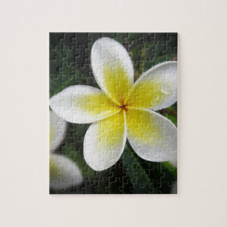 Quebra-cabeça do Frangipani e dos pingos de chuva