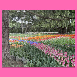 Quebra-cabeça do Jardim de Tulipas Skagit Valley W