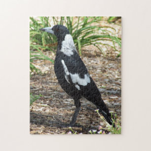 Quebra-cabeça do Magpie australiano