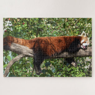 quebra-cabeça do panda vermelho