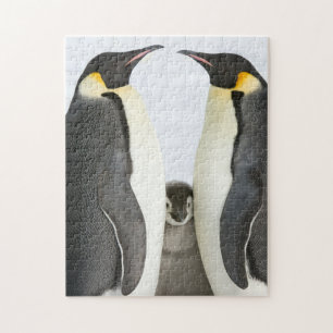 Quebra-cabeça do pinguim de imperador