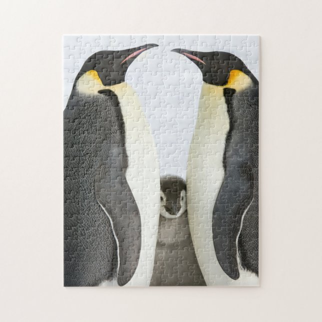 Quebra-cabeça do pinguim de imperador (Vertical)
