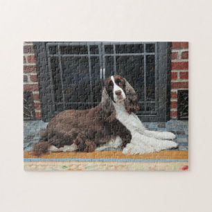 Quebra-cabeça do Spaniel de Springer inglês