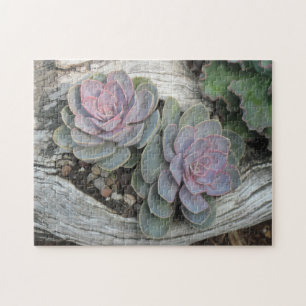 Quebra-cabeça do Succulent de Echeveria