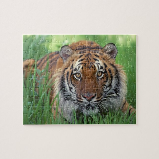 Quebra-cabeça do Tigre (Horizontal)