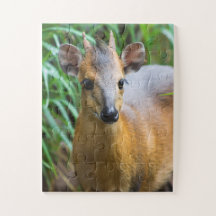 Quebra-cabeça do Zoológico Infantil