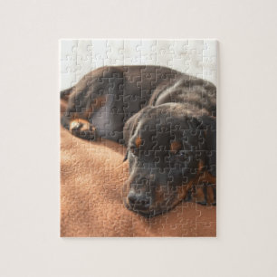 Quebra-cabeça doberman-pinscher-filhote