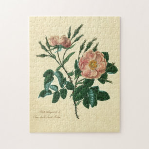 Quebra-cabeça Doce Rosa Briar