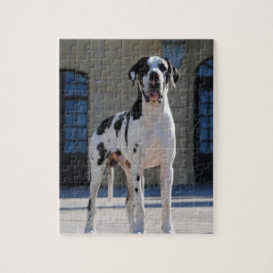 Quebra-cabeça Dogge alemão, Great Dane, Cães, Dogue Allemand