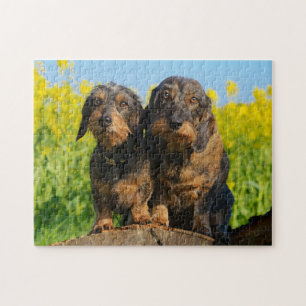 Quebra-cabeça Dois Cães Bonitos Dachshances Dackel Amigos Pet F