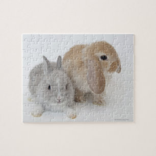 Quebra-cabeça Dois coelhos. Anão de Netherland e Holland Lop.