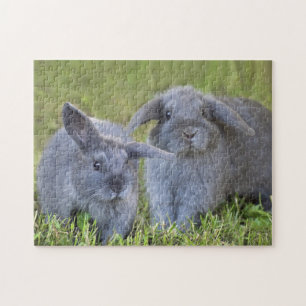 Quebra-cabeça Dois coelhos de coelho cinzentos de Holland Lop do