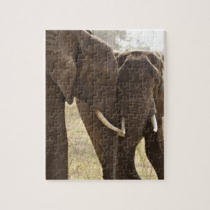 Quebra-cabeça Dois elefantes de Bush do africano (Loxodonta