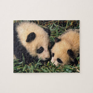Quebra-cabeça Dois filhotes de panda no arbusto de bambu, Wolong
