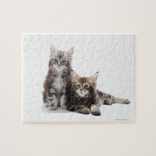 Quebra-cabeça Dois gatinhos do gato de racum de Maine