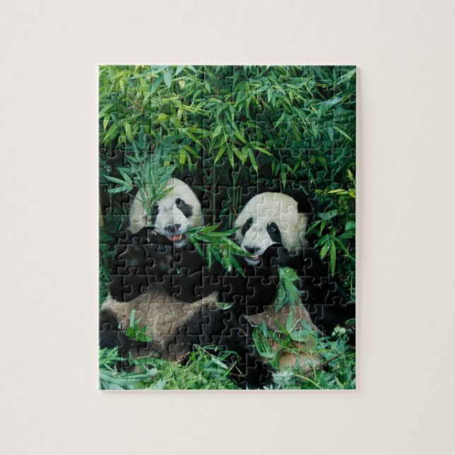 Quebra-cabeça Dois pandas comendo bambu juntos, Wolong (Vertical)
