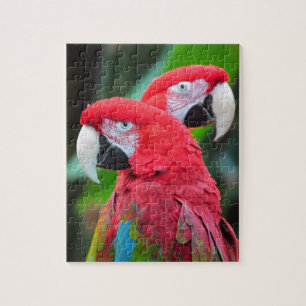Quebra-cabeça Dois papagaios coloridos do macaw