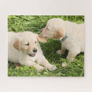 Quebra-cabeça Dois Puppies Amarelos Reproduzíveis