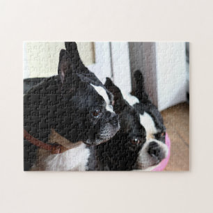 Quebra-cabeça Dois terrier de Boston
