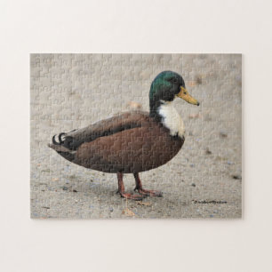 Quebra-cabeça Domestic Mallard Duclair Bibbed Odd Duck