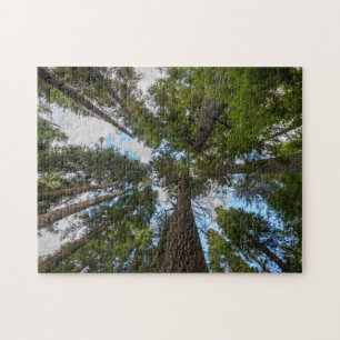 Quebra-cabeça dossel da árvore Douglas Fir