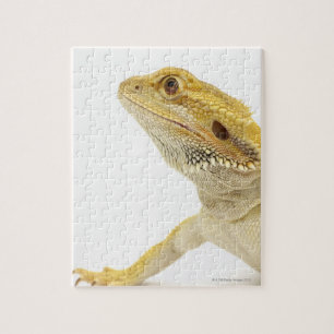 Quebra-cabeça Dragão farpado (Pogona Vitticeps)