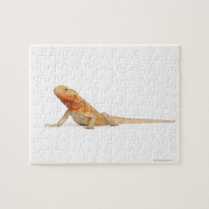 Quebra-cabeça Dragão farpado scaleless de SilkBacks - Pogona