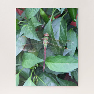 quebra-cabeça dragonfly
