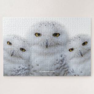 Quebra-cabeça Dreamy Wisdom of Snowy Ows