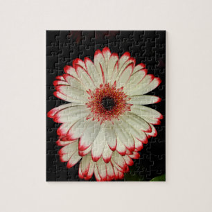 Quebra-cabeça Duas margaridas brancas do Gerbera