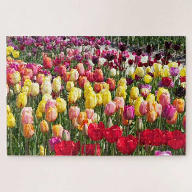 Quebra-cabeça Dutch Tulips puzzle (Horizontal)