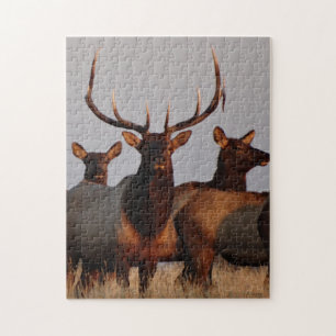 Quebra-cabeça E66 Touro Elk e Vacas