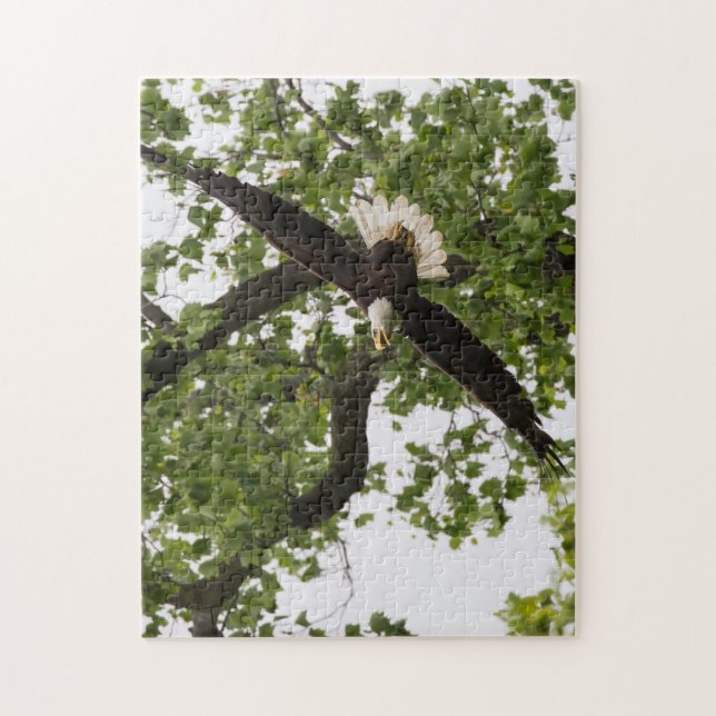 Quebra-cabeça Eagle Wingspan (Vertical)